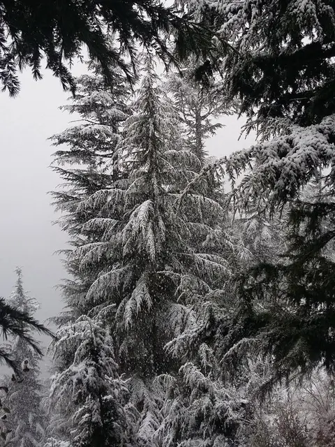 हाड़ि पुठ डंग (snow covered Deodars)