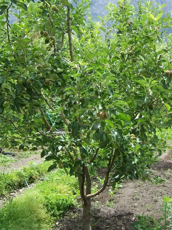 पांगेई सियोई के बुटि के फोटो